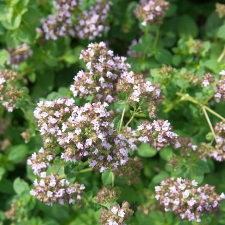 Italian Organic Oregano Seed - View 5
