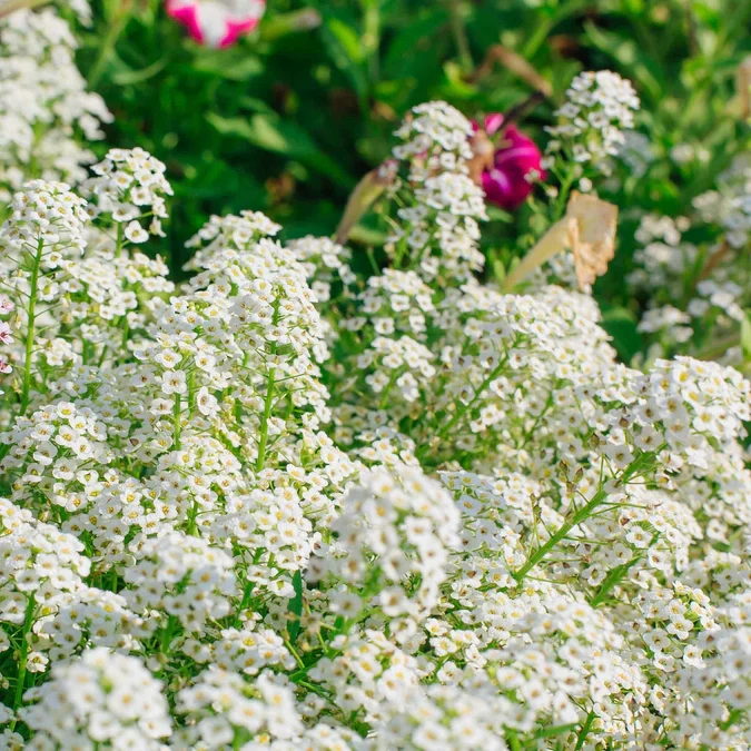 Sweet Alyssum Seed - View 3