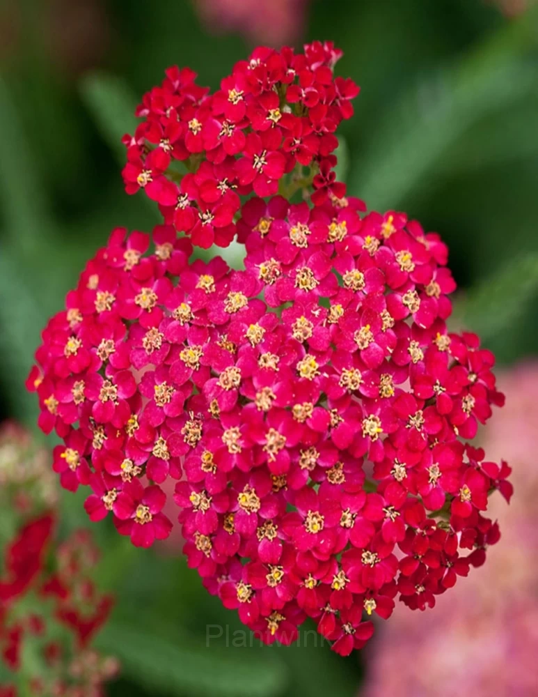 Sweet Alyssum Seed - View 4