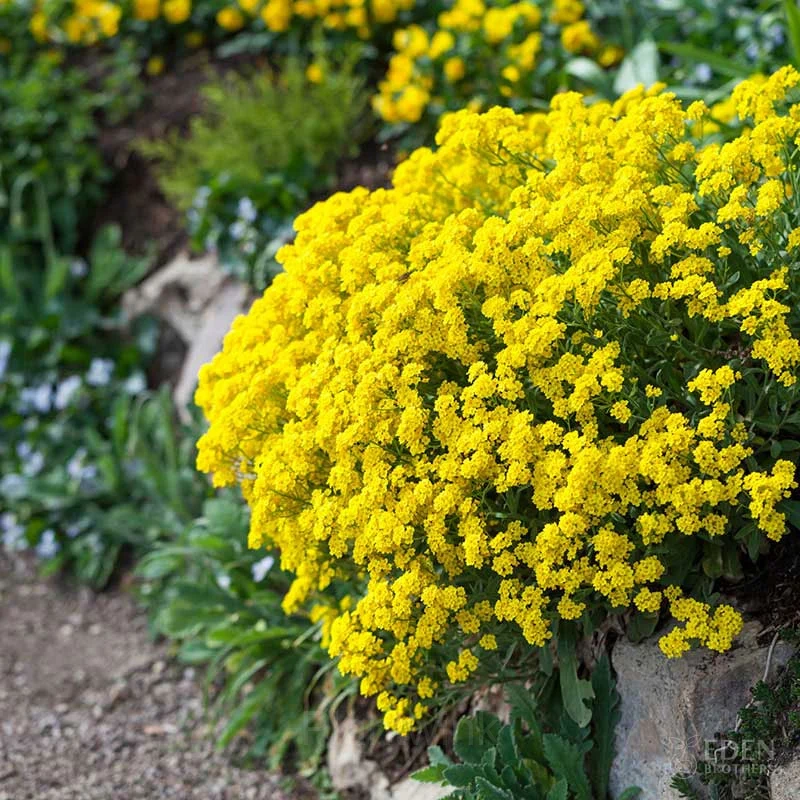 Sweet Alyssum Seed - Alt