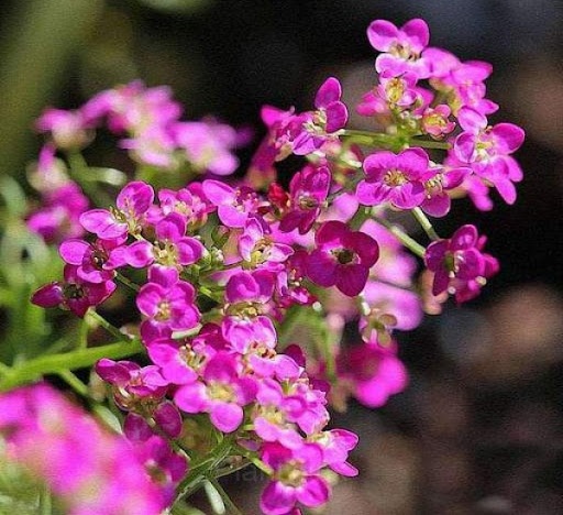 Sweet Alyssum Seed - View 9