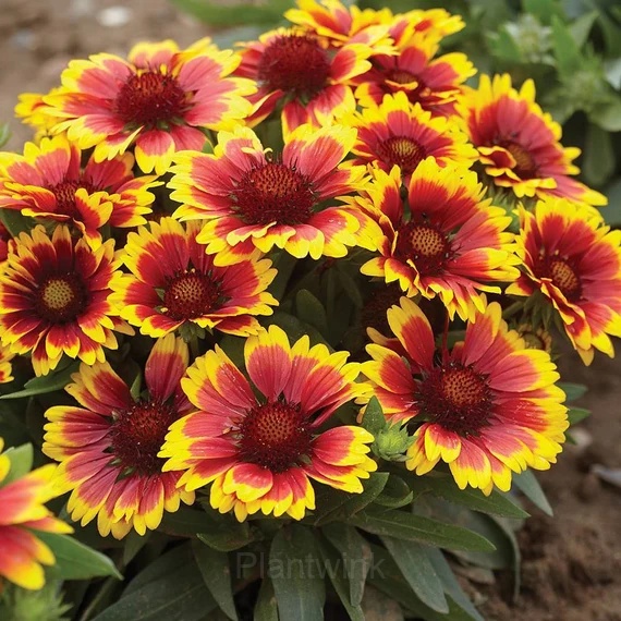 Gaillardia (Blanket Flower) Seed - View 3