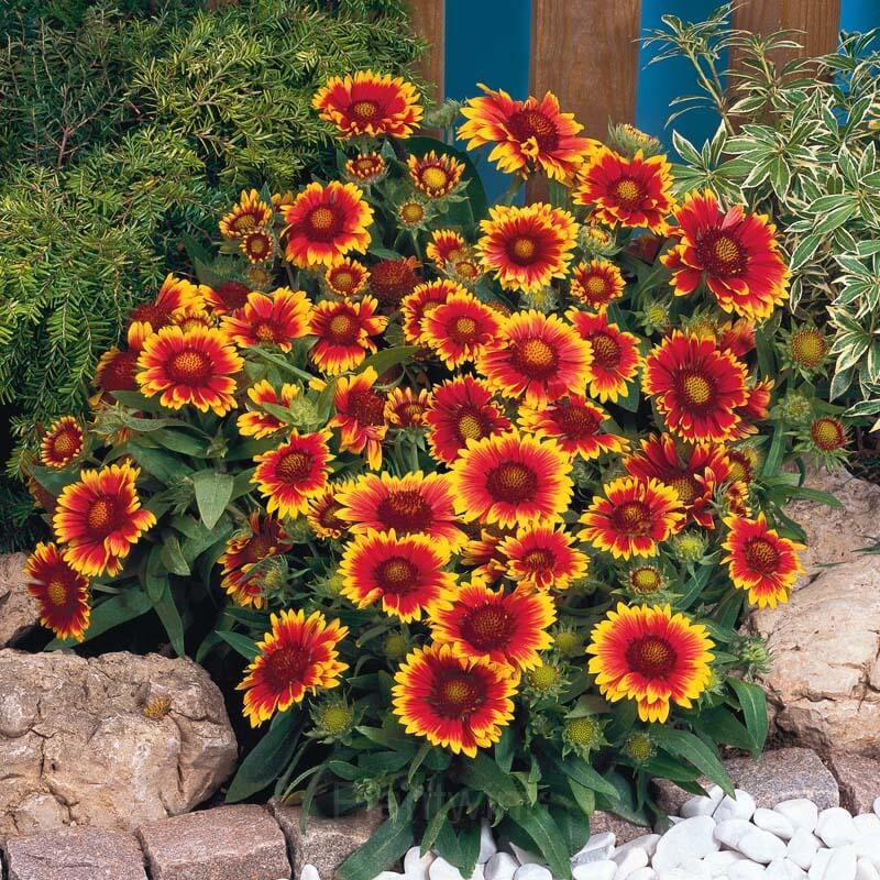Gaillardia (Blanket Flower) Seed - View 5