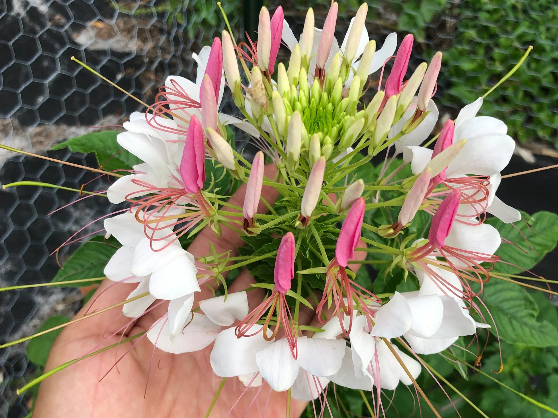 Cleome Seed - View 3