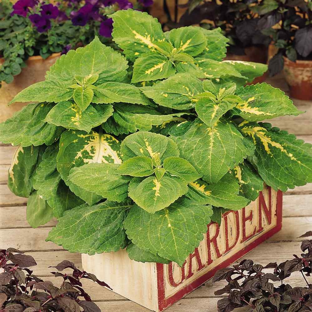 Coleus Seed - Alt