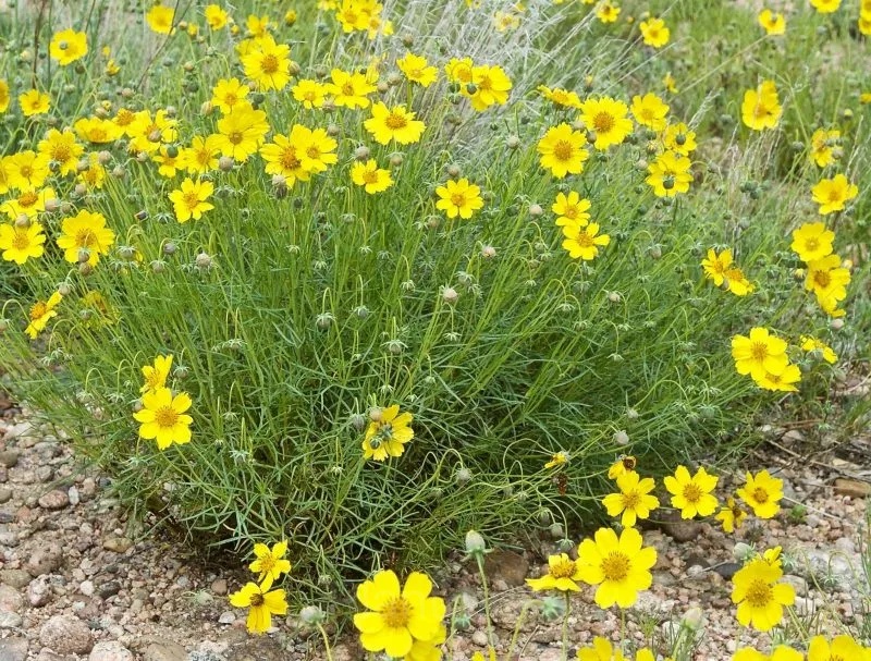 Coreopsis Seed - View 3
