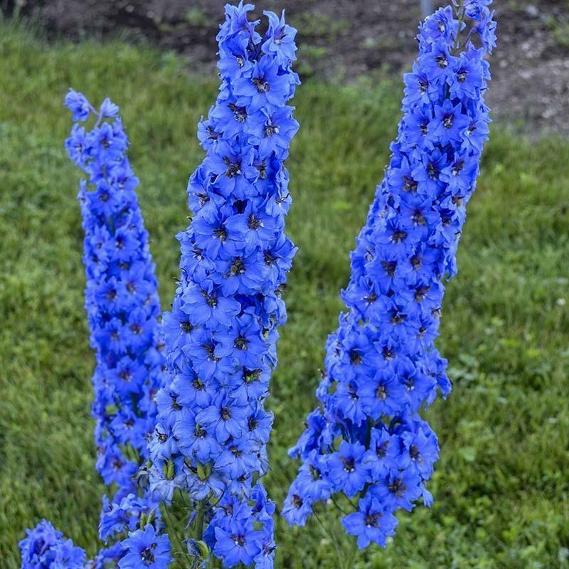 Delphinium Seed - Alt