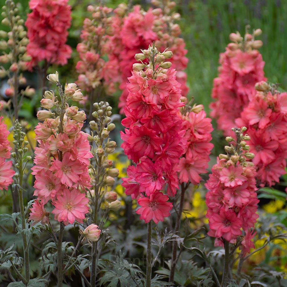 Delphinium Seed - View 3
