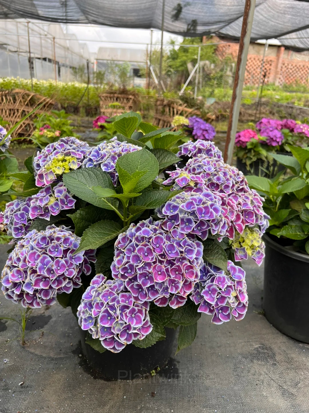 Hydrangea Tivoli Seed - Alt