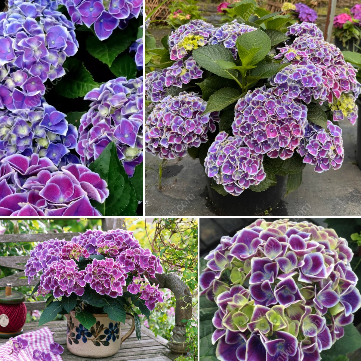 Hydrangea Tivoli Seed - Main
