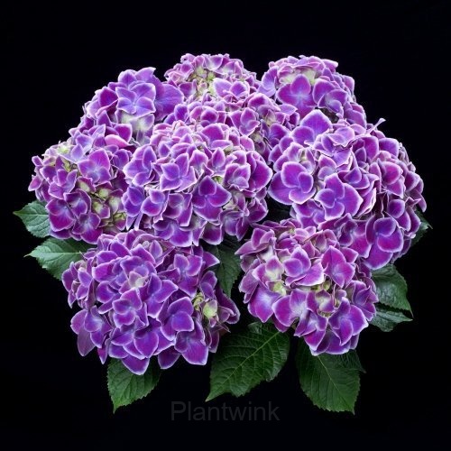 Hydrangea Tivoli Seed - View 4