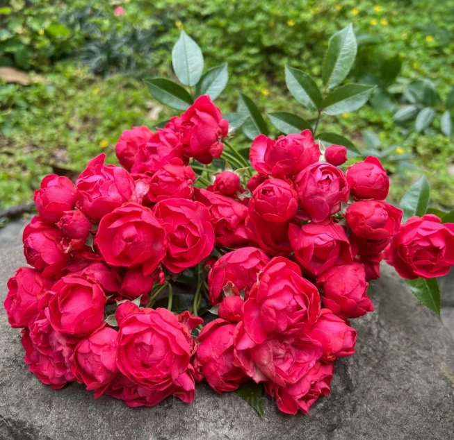Rosa banksiae Seed - View 4
