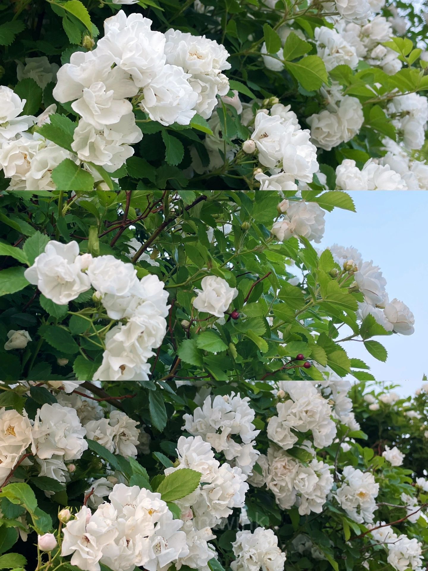Climbing Rose Seed - View 9