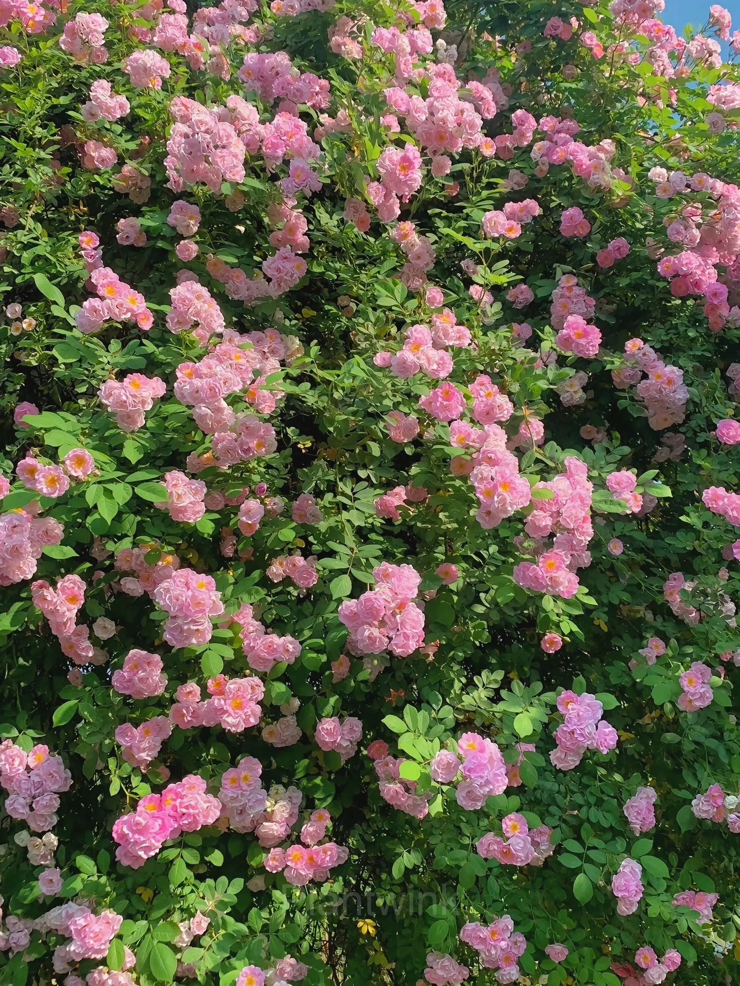 Climbing Rose Seed - View 11