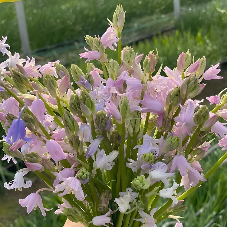 BLUEBELL Seed - Alt