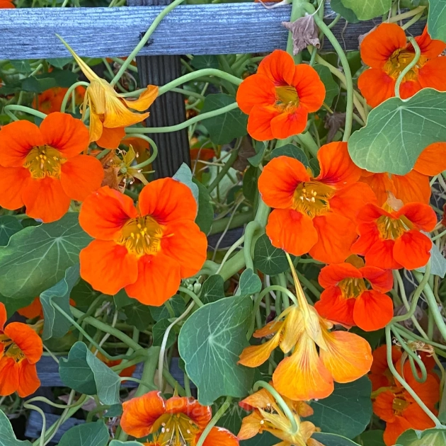 Mixed Color Nasturtium Seeds - Alt