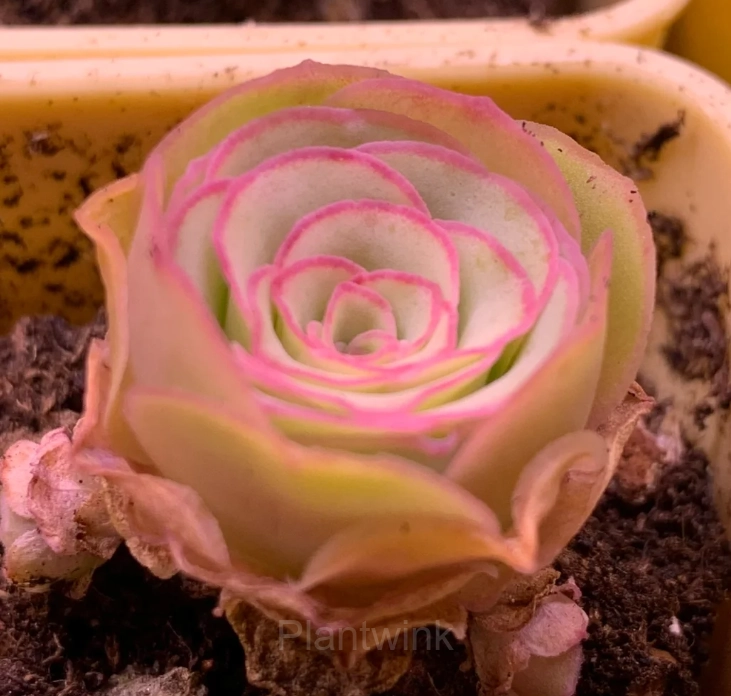 Primavera review image 1