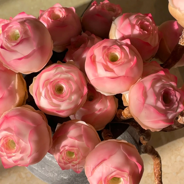 Mountain Rose – Perennial Ornamental Plants - View 7