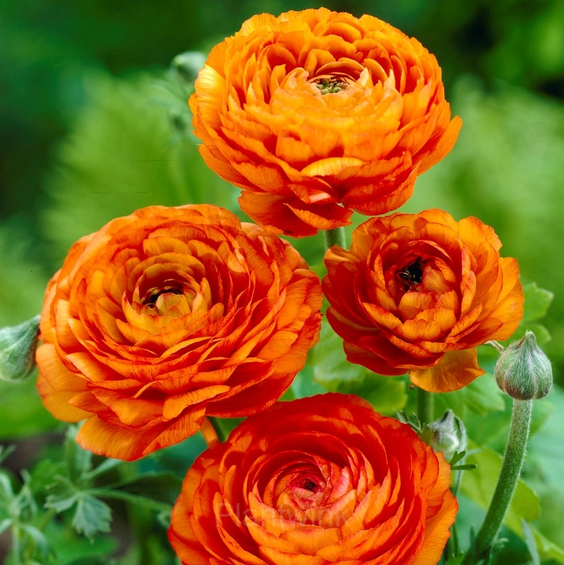 Ranunculus—Wealth And Good Fortune - View 6