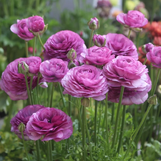 Ranunculus—Wealth And Good Fortune - View 7
