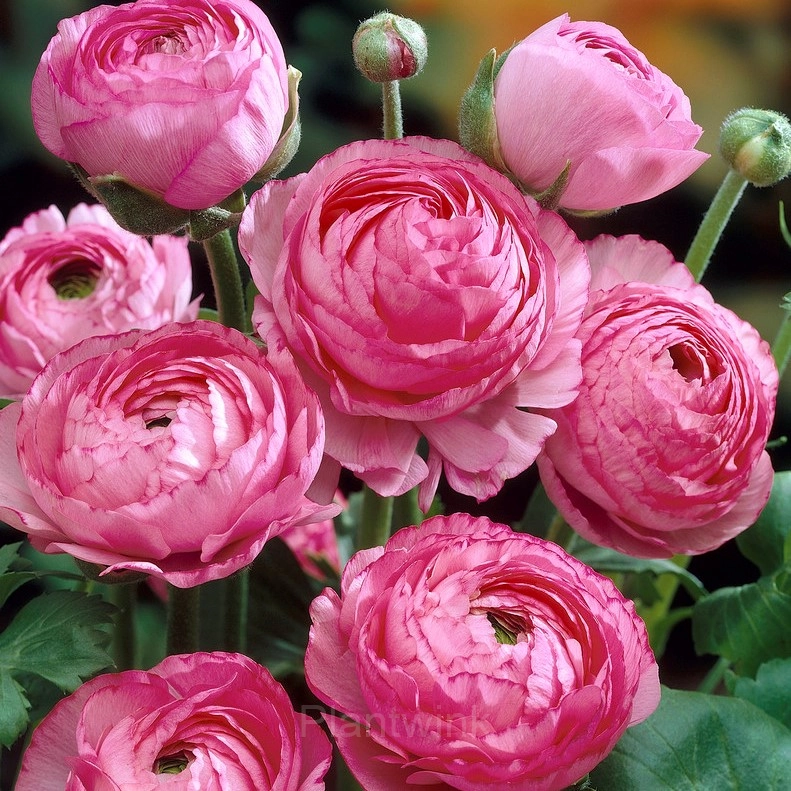 Ranunculus—Wealth And Good Fortune - View 8
