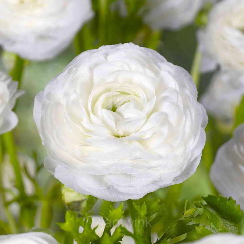 Ranunculus—Wealth And Good Fortune - View 9