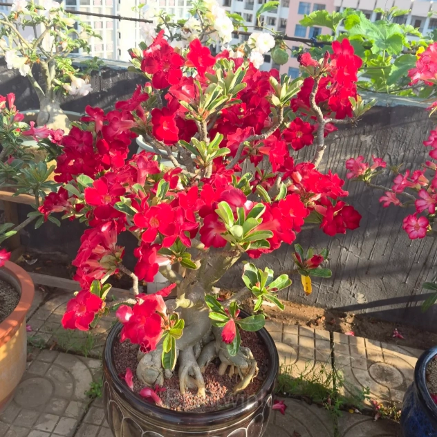 Rainbow Desert Rose Seeds—Steadfast Love - View 21
