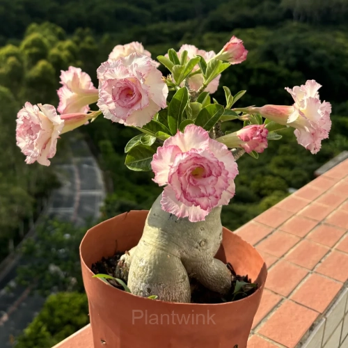 Rainbow Desert Rose Seeds—Steadfast Love - View 3