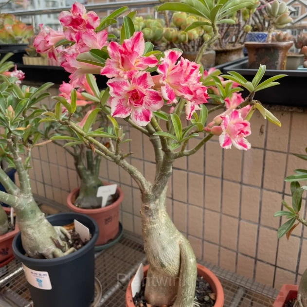 Rainbow Desert Rose Seeds—Steadfast Love - View 4