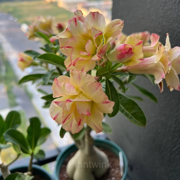 Rainbow Desert Rose Seeds—Steadfast Love - View 5