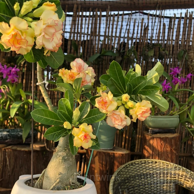 Rainbow Desert Rose Seeds—Steadfast Love - View 6