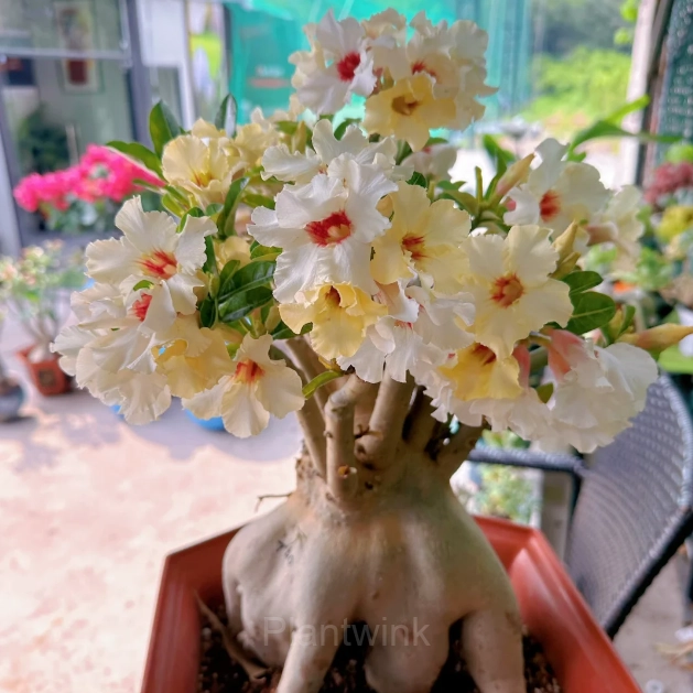 Rainbow Desert Rose Seeds—Steadfast Love - View 7