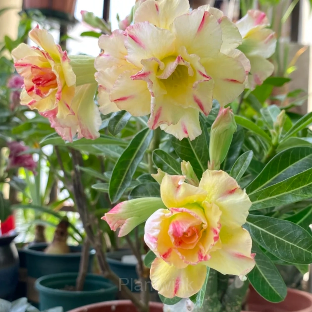 Rainbow Desert Rose Seeds—Steadfast Love - View 8