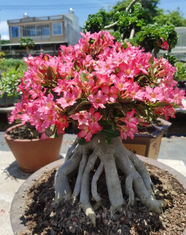Rainbow Desert Rose Seeds—Steadfast Love - Main