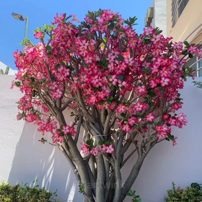 Rainbow Desert Rose Seeds—Steadfast Love - View 10