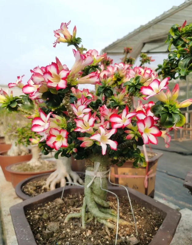 Rainbow Desert Rose Seeds—Steadfast Love - View 11