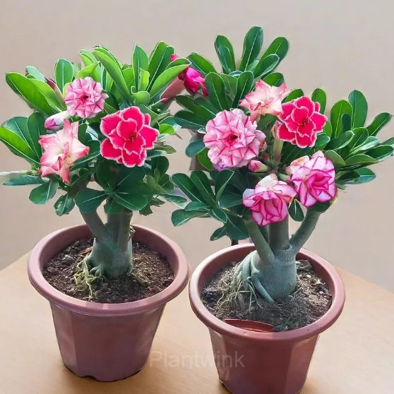 Rainbow Desert Rose Seeds—Steadfast Love - View 13