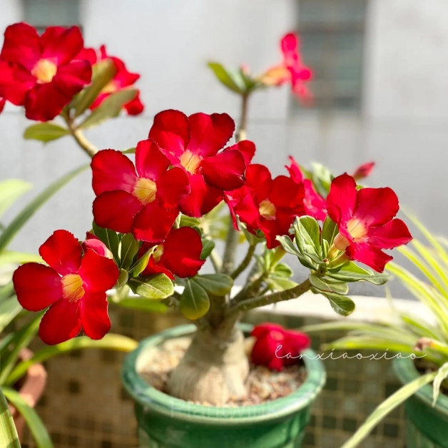 Rainbow Desert Rose Seeds—Steadfast Love - View 14