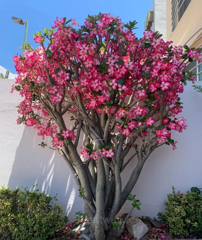 Rainbow Desert Rose Seeds—Steadfast Love - View 15