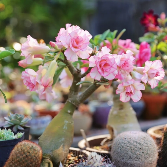 Rainbow Desert Rose Seeds—Steadfast Love - View 17