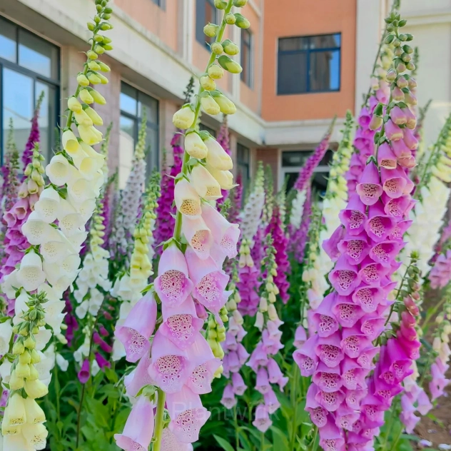 Double Foxglove Seeds - View 3