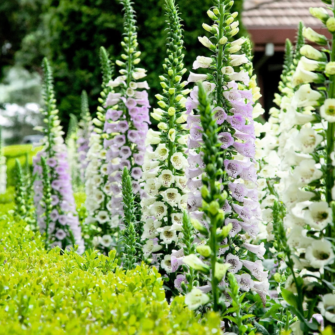 Double Foxglove Seeds - View 4