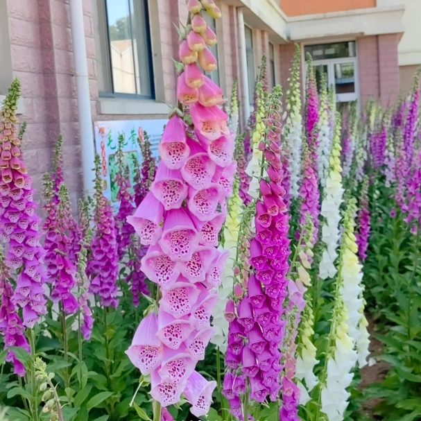 Double Foxglove Seeds - View 5
