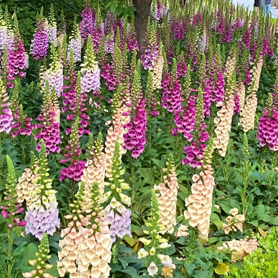 Double Foxglove Seeds - View 6