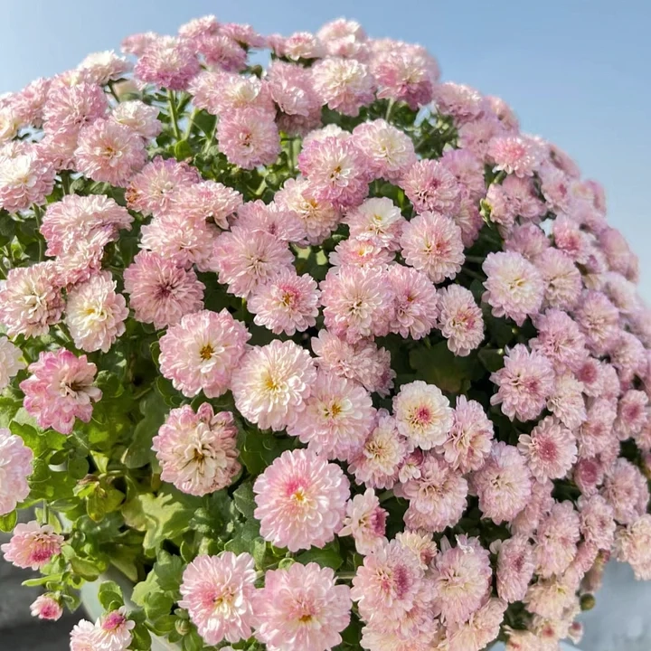 Colorful Candy Chrysanthemum Seeds - Alt