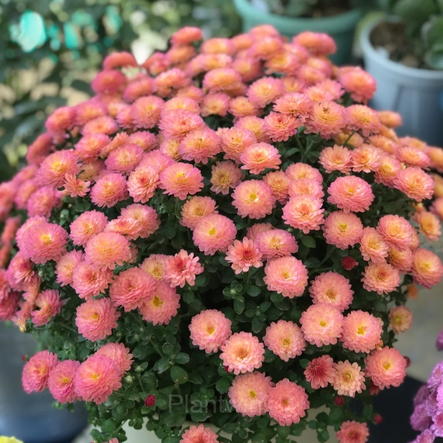 Colorful Candy Chrysanthemum Seeds - View 4