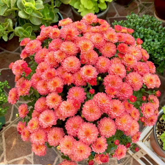 Colorful Candy Chrysanthemum Seeds - View 5