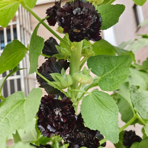 Double Hollyhock Seeds - Alt