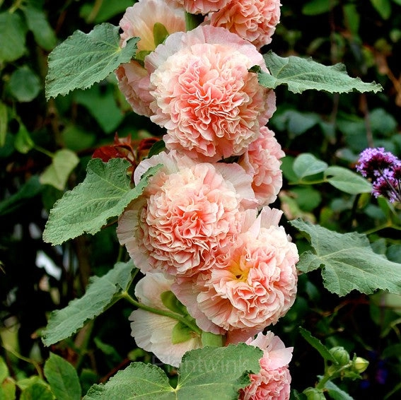 Double Hollyhock Seeds - View 3