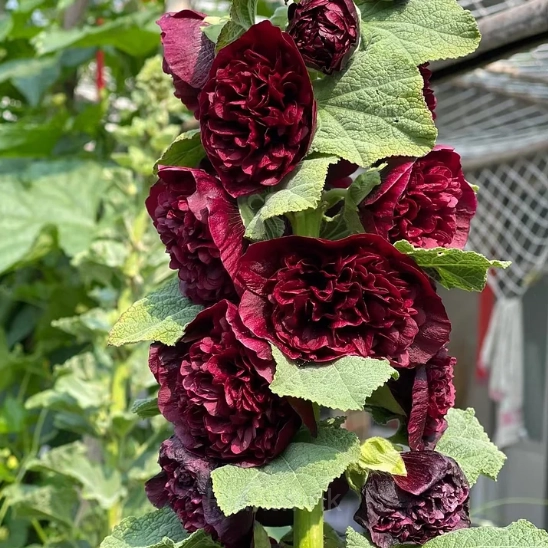 Double Hollyhock Seeds - View 9
